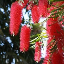 Pulitore cilindro rosso - pulitore, a