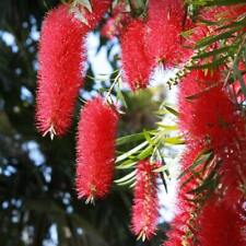 Pulitore a cilindro rosso carminio - Callistemon Citrinus - 30 semi freschi