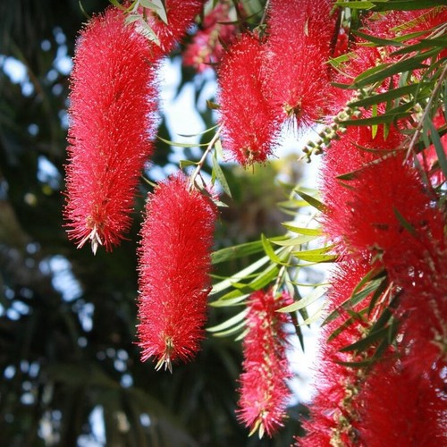 Pulitore cilindro rosso - pulitore,