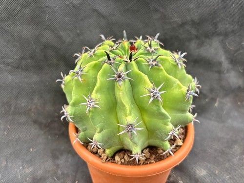 Ferocactus herrerae - ferocactus, f
