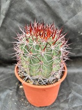 Denmoza rodacantha cactus - denmoza,