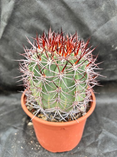 Denmoza rodacantha cactus - rodacantha,
