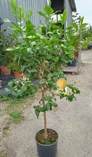 Pianta di limone 4 stagioni In