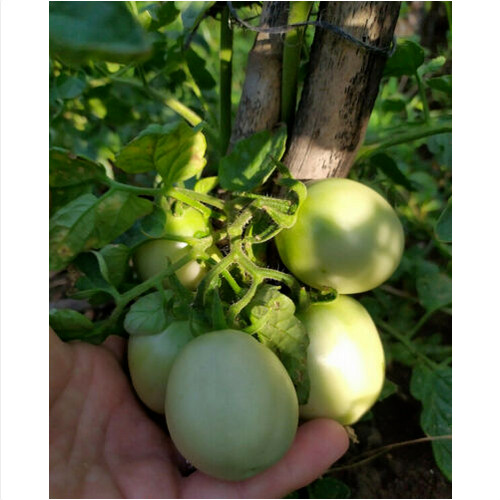 Pomodoro siccagno siciliano - pomodoro,