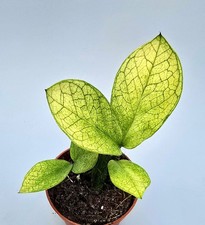 Zamioculcas Zamiifolia Camaleonte Con 2 Germogli