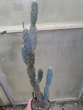 Opuntia miquelii. H 45 cm Old