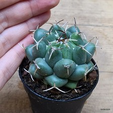 Coryphantha elephantidens Vaso 5.5 cm Cod.1809-9