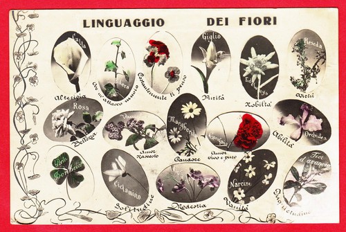Linguaggio dei fiori - linguaggio,