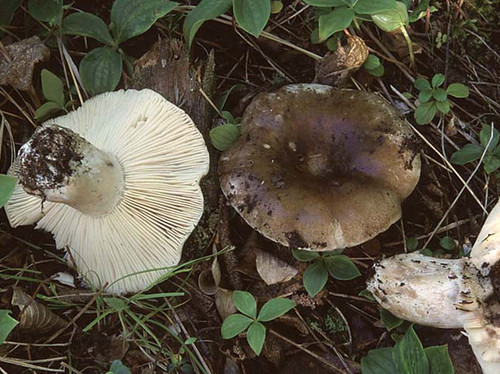 Russula adusta bruciato - adusta,