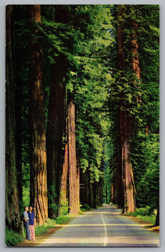 Cartolina california redwoods - cartolina,