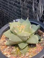 9,5 cm Ariocarpus Retusus