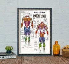 Tabella Anatomia Muscolare
