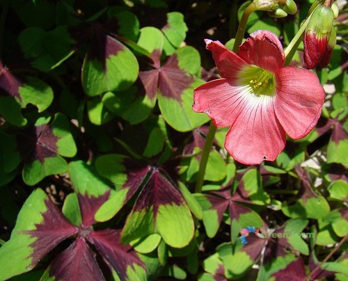 Bulbi oxalis tetraphylla - 10,
