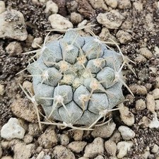 Copiapoa columna alba olv - columna-alba,