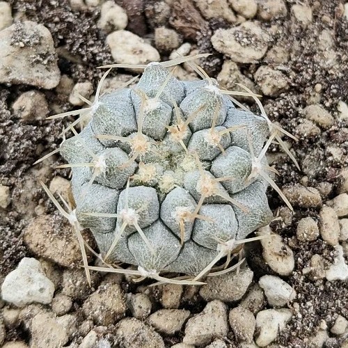 Copiapoa columna alba olv - columna-alba,