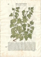 Stampa antica MATTIOLI