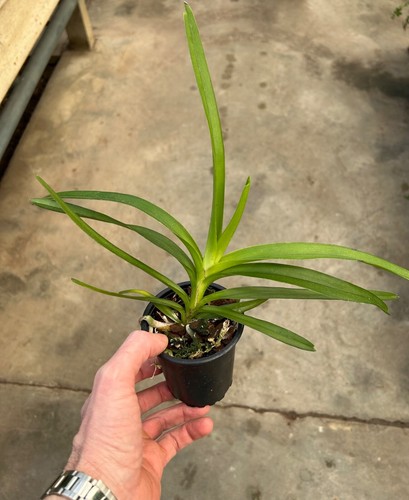 Vanda species luzonica top - species,