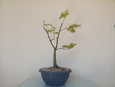 BONSAI ACERO PALMATO
