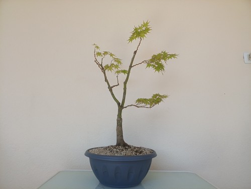 Bonsai acero palmato - acero,