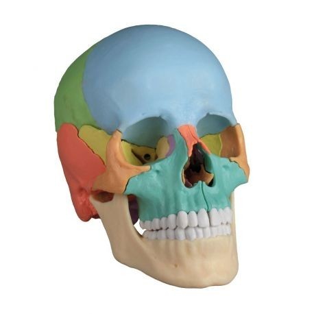 Cranio erler zimmer - cranio,