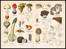 Cromolitografia Funghi e