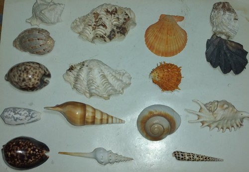 Vecchia collezione - vecchia, di