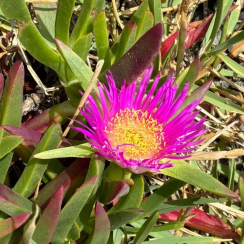 Carpobrotus chilensis fiori - -,