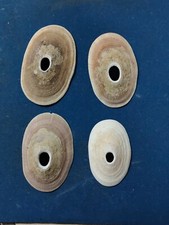 Conchiglia Shell MEGATHURA