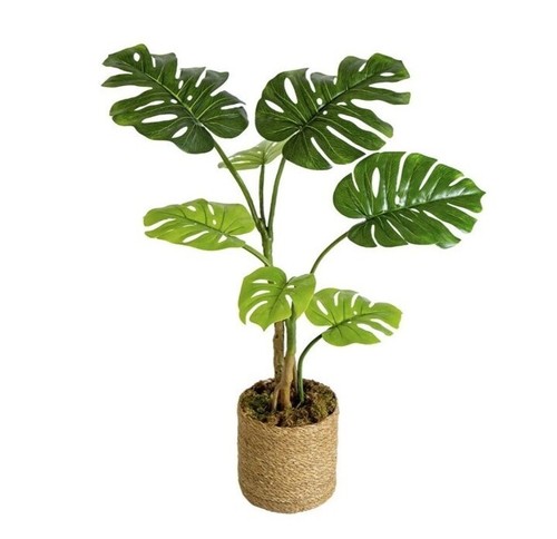 Monstera filodendro pianta - monstera,