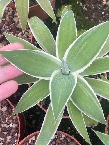 Raresucculent plant agave - raresucculent,