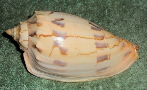 Rfm 86671 voluta amoria - rfm,