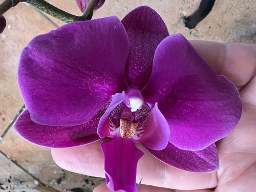 Orchidea phalaenopsis ibrido - phalaenopsis,