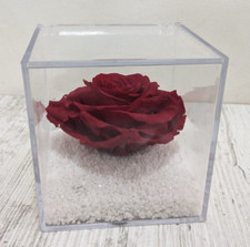 ROSA STABILIZZATA Vera Rossa
