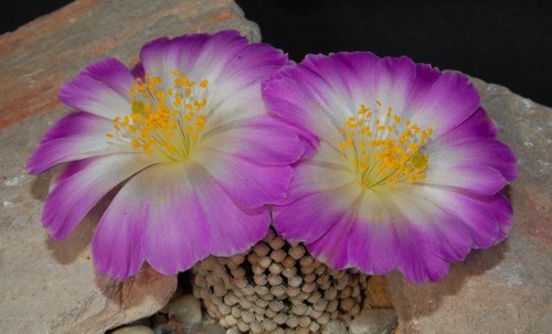 Semi cactus 1 - semi, di