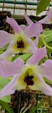 Dendrobium species trantuanii - dendrobium,