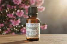 Australian Boronia Flower