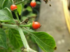 PEPERONCINO CAPSICUM