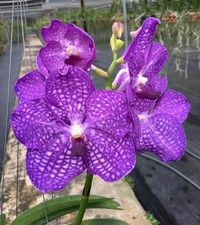 Vanda Pakchong blue . Bs