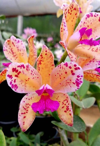 Specie orchidea cattleya - specie,
