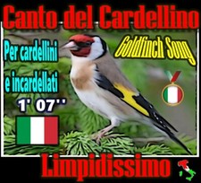 CANTO DEL CARDELLINO CAMPIONE ITALIANO PER CARDELLINI E INCARDELLATI NOVELLI 