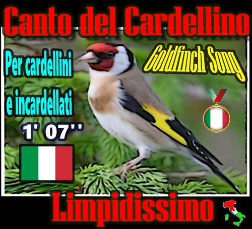 Canto del cardellino campione - cardellino,