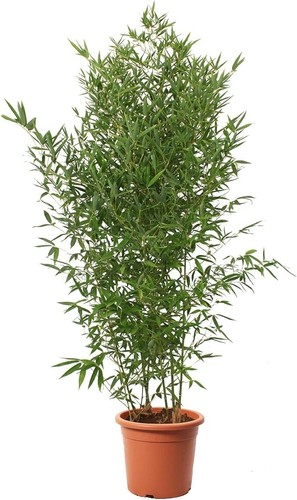 Bambusa aurea bamboo pianta - bambusa,