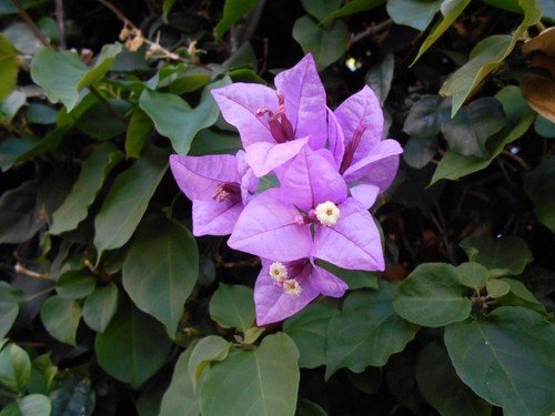 Bougainvillea violet meze - bougainvillea,