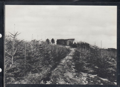 Cartolina romita delle - cartolina,
