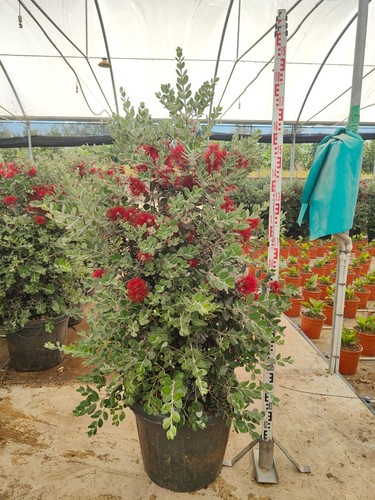 Metrosideros excelsa albero - metrosideros,