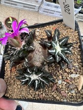 Ariocarpus kotschoubeyanus
