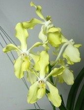 Vanda tessellata var alba x