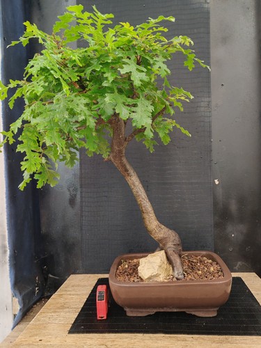 Bonsai quercia h 70 cm - ,