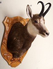 Bellissima testa di camoscio