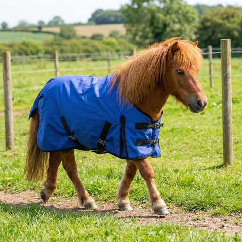 Mini shetland pony puledro - mini,
